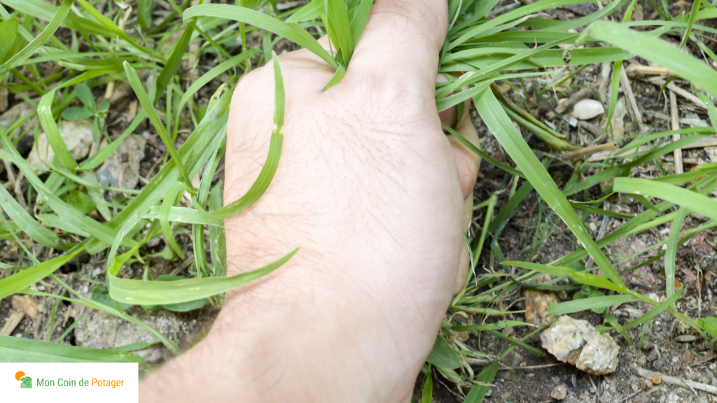 Pour jardiner sans pesticides, il est possible d'arracher les mauvaises herbes à la main, au printemps de préférence.