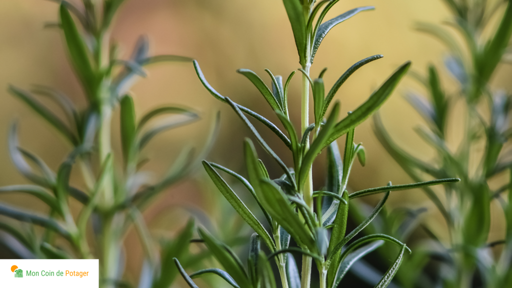 Parfaites pour les petits potagers, les herbes aromatiques s'adaptent parfaitement aux petits espaces.